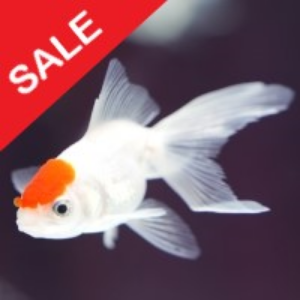 Fish n Grid V1.0 MT4 NO DLL